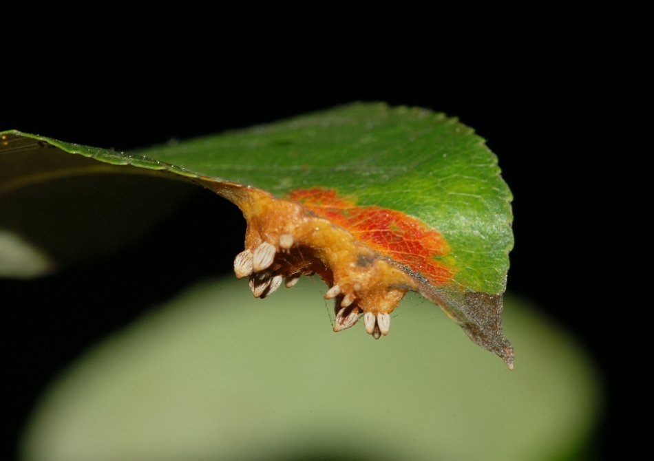 Perenroest herkennen en bestrijden